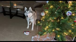 Arya the Husky has never had to unwrap her own present