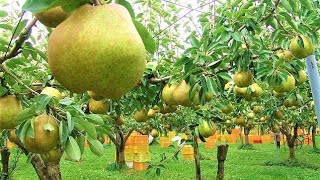 World's Most Expensive Pear - Awesome Japan Agriculture Technology Farm || Noal Farms