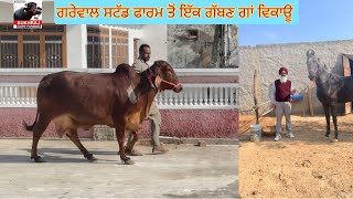 ਗਰੇਵਾਲ ਸਟੱਡ ਫਾਰਮ ਤੋਂ ਇੱਕ ਗੱਭਣ ਗਿਰ ਗਾਂ ਵਿਕਾਊ #sukhrajdairyfarming