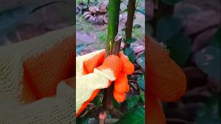 Mango tree bud grafting techniques🌱🥭#facts #satisfying #nature #food #tips #fruits #shorts #farming