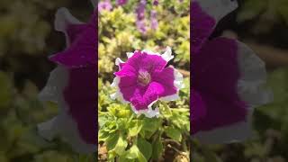 Beautiful Flowers 💐 | Nature Video - 20