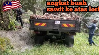 meloding buah sawit‼walaupun pokok rendah buah sangat banyak