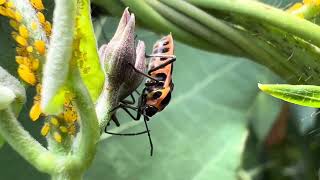 【大量発生注意】ガガイモの花に集まるヒメジュウジナガカメムシ 20240924 #StinkBug