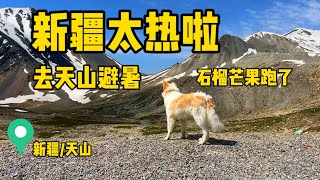 鐵牛旅行記177集/新疆溫度高達40度簡直是火爐，只能去天山避暑還可以滑雪，沒有想到狗看見雪就跑了。【铁牛旅行记】#環遊中國 #新疆自駕游 #艾倫