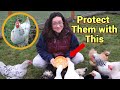 How to Quarantine New Chickens (and what to do if you can’t) 🐔😷❤️