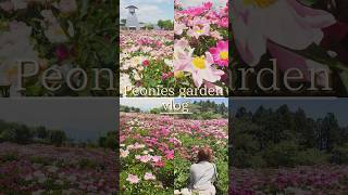 【Peonies garden vlog】愛宕山公園に満開のシャクヤクを見に行く日 #vlog #garden #peonies #宮城県