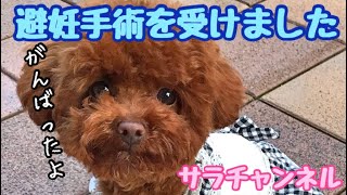 【避妊手術】8ヶ月子犬 避妊手術･乳歯抜歯･鼻涙管洗浄 手術を受けました 【トイプードルのサラ】 Dog underwent birth control