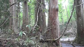 戸隠神社【奥社】寄生木