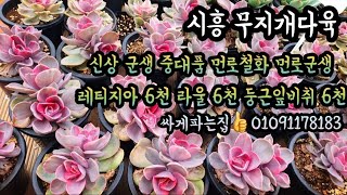 #시흥무지개다육  싸게파는집신상#먼로철화#먼로군생#웨스트레인보우#리차드#팬지#라울#둥근잎비취후리데#세데베리아