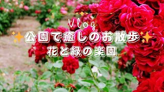 【Vlog】🌹 バラの花に囲まれて…東沢バラ公園での癒しの散歩 | ピアノ演奏『THE ROSE』🎹