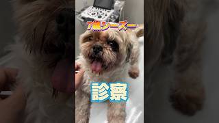 左手が痛そうな7歳のシーズーが動物病院にやってきた！