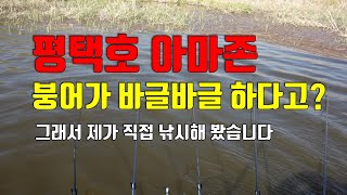 [조감독의 붕어낚시] 평택호 아마존 붕어가 바글바글 하다고??