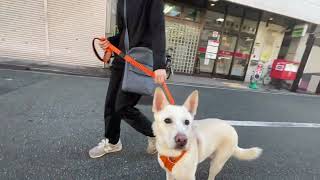 MIX犬の”リズちゃん”と散歩トレーニング！