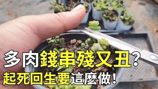 多肉植物養護|多肉錢串底部幹枯，如何讓它重獲新生？多肉植物繁殖砍頭有講究，這樣做長得又快又好！|succulent|多肉植物【東哥聊多肉】