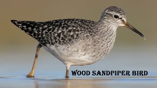 #Wood sandpiper Bird