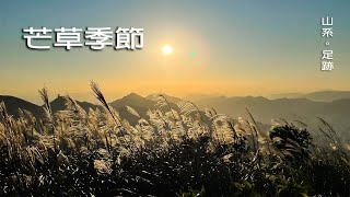 【芒草 @ 香港】芒草季節開始了🌾