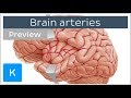 Arteries of the brain: lateral and medial views (preview) - Human Neuroanatomy | Kenhub