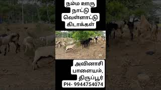 போன் 9944754074..வெள்ளாட்டு கிடாக்குட்டிகள் விற்பனைக்கு..