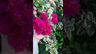 Ruby Mahara Pink / Bougainvillea Garden / Flowers Bloom / Rare Collection / Tips  / grafted / grow