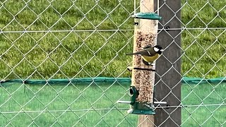 Bird fest outside our windows