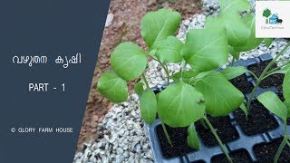 How to Grow a Brinjal Plant | വഴുതന കൃഷി | GloryFarmHouse