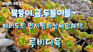 (루비다육3탄)묵둥이/금땡이들/두둘레야/ 패러도트 먼저찜하심 할인혜택💥택배/ 010 5895 1110