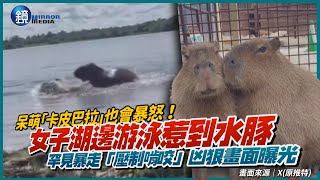 呆萌「卡皮巴拉」也會暴怒！女子湖邊游泳惹到水豚　罕見暴走「壓制啃咬」凶狠畫面曝光｜鏡週刊