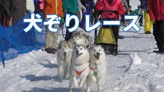 「犬ぞりレース」新篠津村冬の祭典！(@rushaou1 )