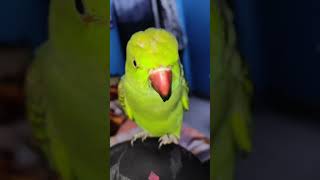 Agar kise ko mere video pasand nai aa rhy to... #viral #parrot #youtubeshorts #support