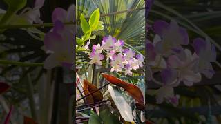 My Beautiful Dendrobium Orchid Flowers  #shorts #shortvideo #youtubeshorts #orchid  #dendrobium