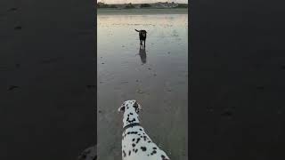 CUTE 11 year old labrador, Jacob, loves the beach!