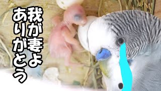 新しい命の誕生【セキセイインコの雛の爆誕】