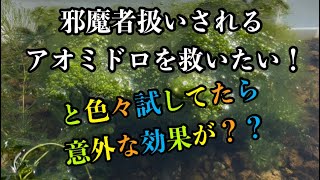 メダカの卵がカビずに孵化率が上がる？！アオミドロは有効なのか？？