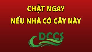 Nhà có cây này chặt ngay kẻo họa trút xuống | DCCS