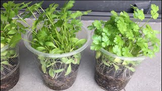 Growing cilantro in small plastic cups with little soil on the balcony, super easy for beginner