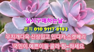 #시흥무지개다육묵은둥군생싸게파는집#짚시#스켓베리#인디카#웨스트레인보우#연봉#01091178183 원종모건뷰티