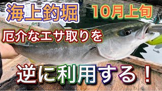 「海上釣堀」邪魔で厄介なエサ取りは逆に青物のエサに利用してやる！「泳がせ釣り」