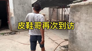 “杀人犬的仇恨，暴雨中死等仇敌，“皮鞋哥”竟然怕了