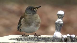 野鳥撮影・ 水を飲むシロハラ　Pale Thrush