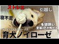 【猫と子犬】『もう限界💦』育犬ノイローゼ、ゴルパピお迎え一週間、猫も大困惑