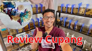 Nostalgia Bermain Sambil Review Ikan Cupang