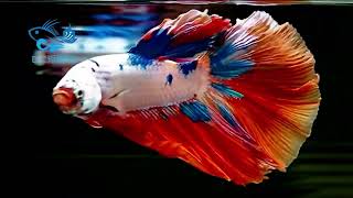 8/2【DC短鯛坊】糖果半月公鬥魚（HMBetta）No.N36【ShowBetta】@dcasfish