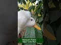 crested duck fancy ducks duck farming poultry farming poultrymedia shortvideo farming