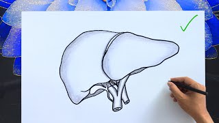 How to Draw a Human Liver | Easy Anatomy Diagram with Labels | Human Liver Drawing