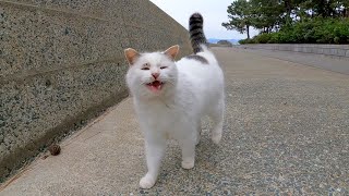 海沿いの道でよく喋る野良猫に出会った