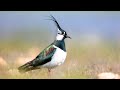 the song of the northern lapwing bird sounds to recognize the northern lapwing 10 hours