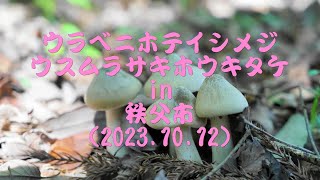 きのこ狩りin秩父市(2023.10.12)ウラベニホテイシメジ、ウスムラサキホウキタケ