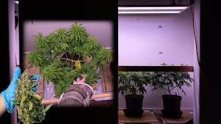 HOW TO GROW CLOSET WEED: TRAINING PLANTS FOR 1 POUND YIELDS (Part 2 of 4)