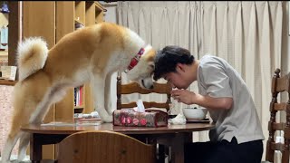 【秋田犬】もんた君と晩飯バトル　[Akita Dog] Dinner battle with Monta-kun