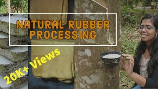 Natural Rubber Processing | Rubber Tapping Kerala | Rubber Tree & Rubber Sheet Making - VLOG 98